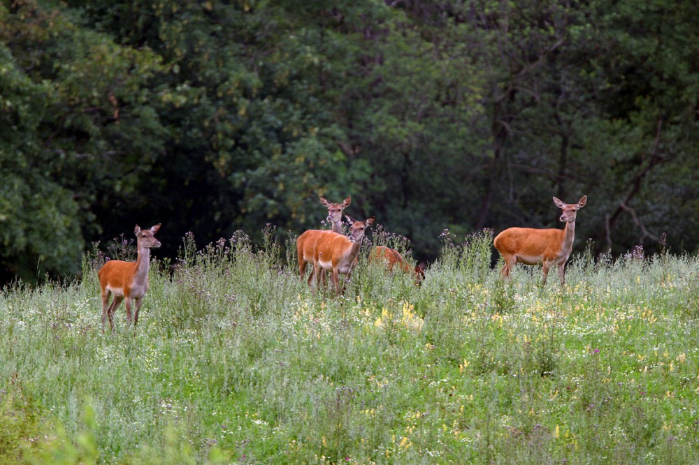 Rotwild, Cervus elaphus