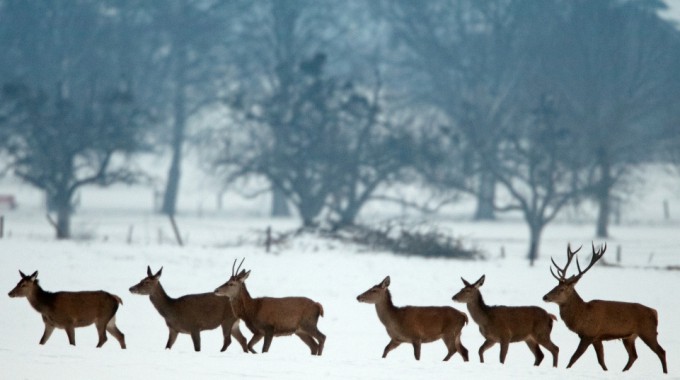 Beitragsbild Hirsch Kahlwild Wildfoto CH