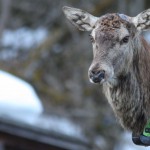 Rothirsch GPS ÖbF