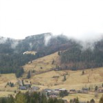 Schalenwild Nationalpark Nordschwarzwald