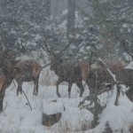 Rothirsche im Schneetreiben