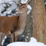 Lebensraumgutachten Taunus