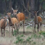 Kahlwildrudel Kiefernwald iefernwald