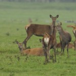 Wald-Wild in Nationalparken