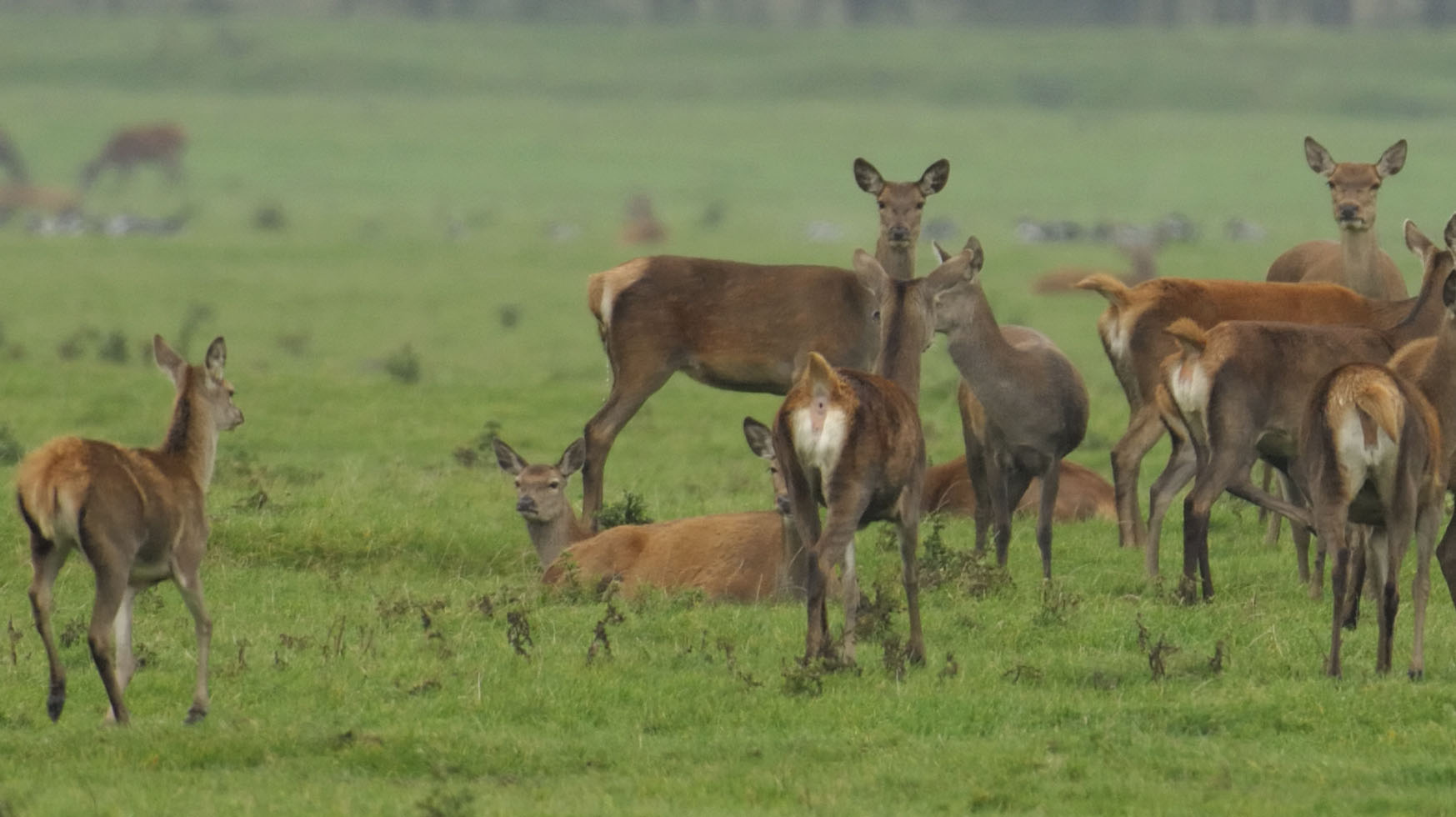 Wald-Wild in Nationalparken