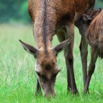 Alttier + Kalb Muttertierschutz