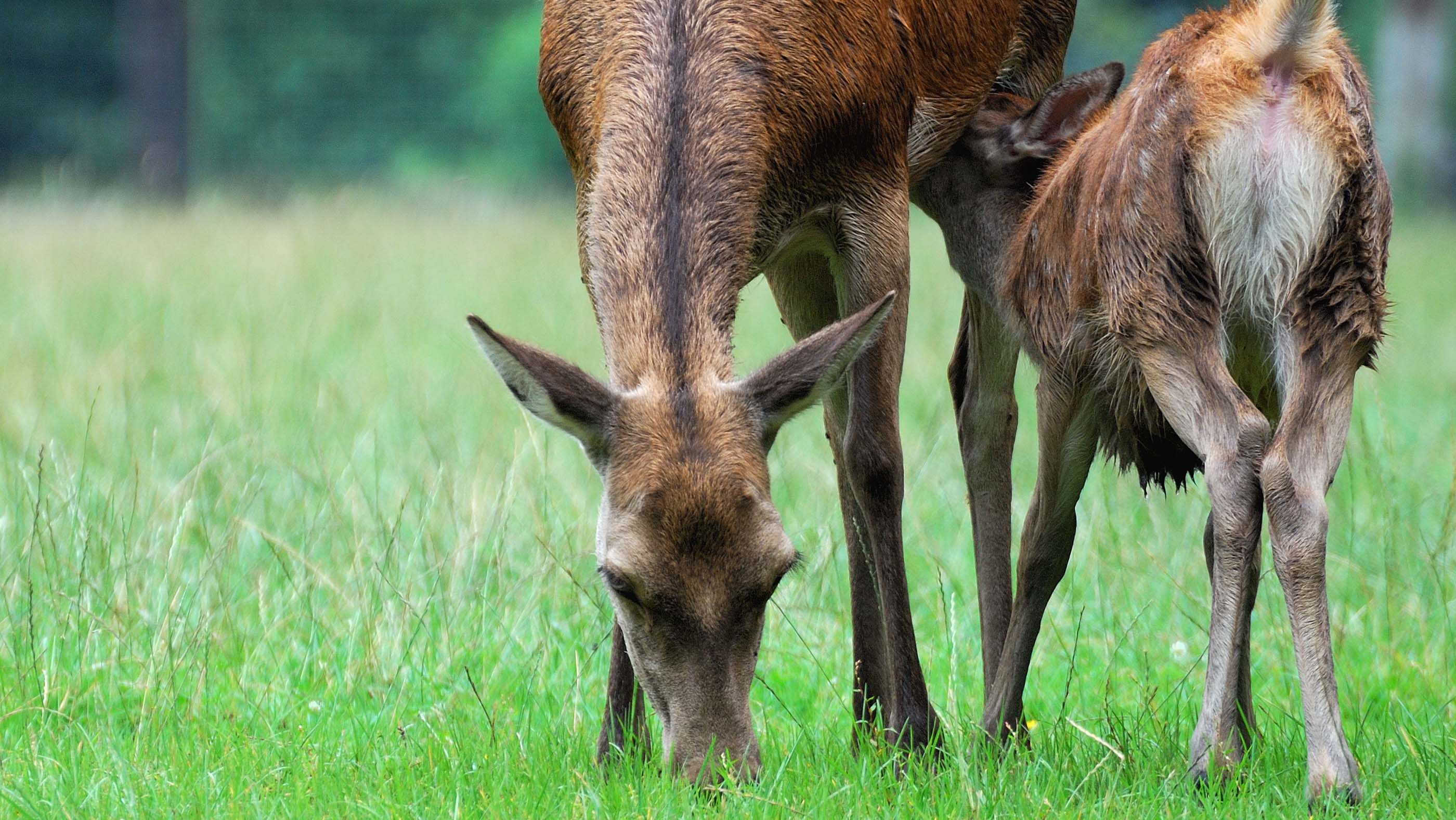 Alttier + Kalb Muttertierschutz