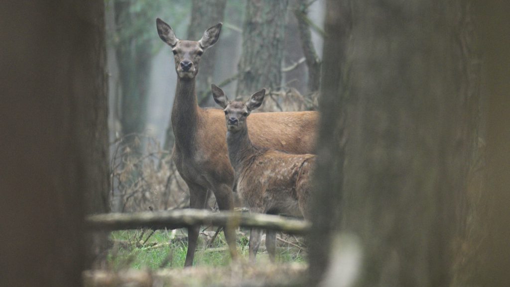 Wild und Wald Alttier Kalb im Bestand