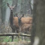 Wild und Wald Alttier Kalb im Bestand