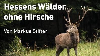 Hessens Wälder ohne Hirsche