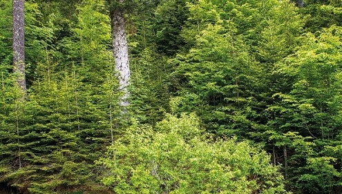 Mischwald Unterjoch Stöcker