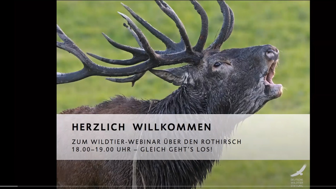 Teaserbild Wildtier-Webinar Rothirsch