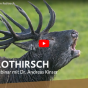 Rothirsch röhrend webinar