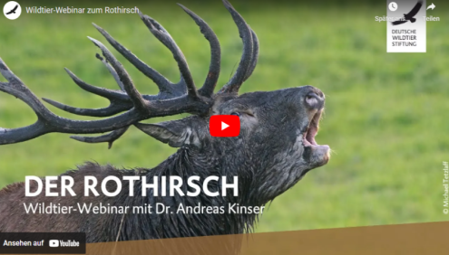 Rothirsch röhrend webinar